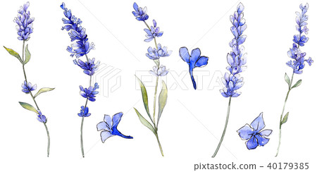 Violet lavender. Floral botanical flower. Wild spring leaf wildflower isolated. Violet lavender. Floral botanical flower. Wild spring leaf wildflower isolated. 40179385