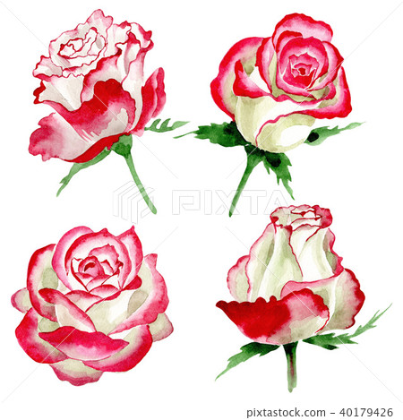 White-red rose. Floral botanical flower. Wild spring leaf wildflower isolated. 40179426