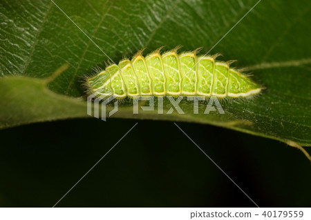生物昆蟲它是一種幼蟲。它是綠樹成蔭的管道工Zephyrus的成員 40179559