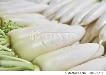 Japanese radish 40179711