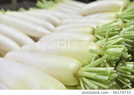 日本蘿蔔 40179733