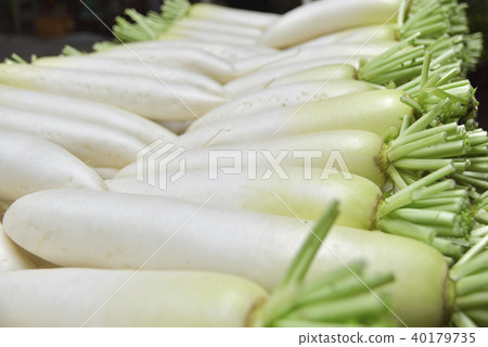 Japanese radish 40179735