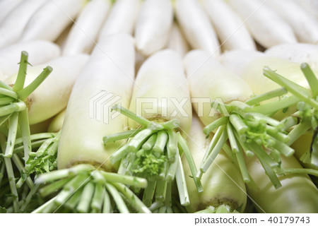 日本蘿蔔 40179743