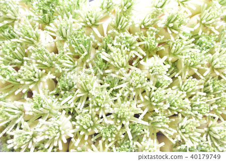 Japanese radish 40179749