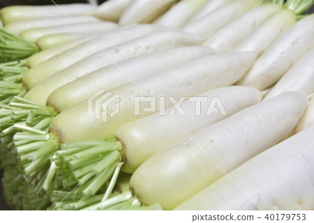 Japanese radish 40179753