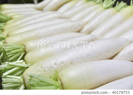 日本蘿蔔 日本蘿蔔 40179755