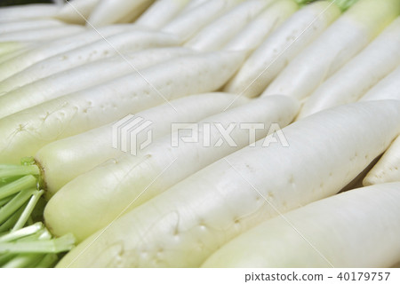 日本蘿蔔 40179757