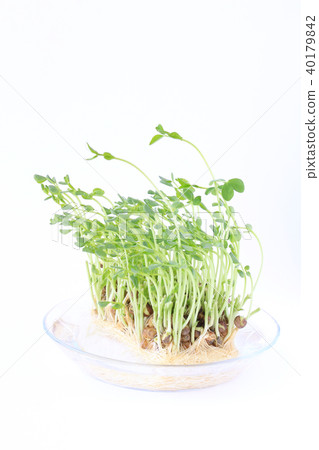 Grow bean sprouts 40179842