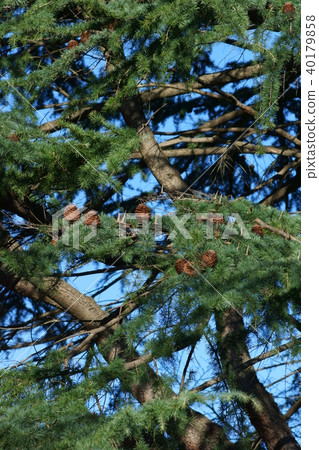 Himalayan cedar pinecone 40179858