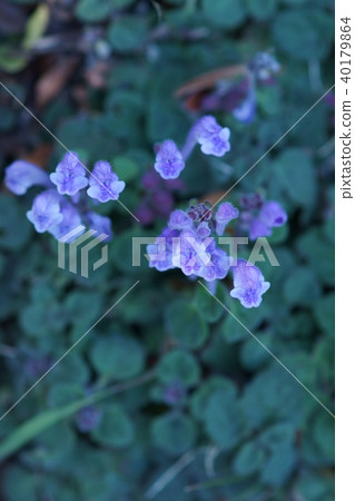 過季的Taninami Tatsunami花語“奉獻我的生命” 過季的Taninami Tatsunami花語“奉獻我的生命” 40179864