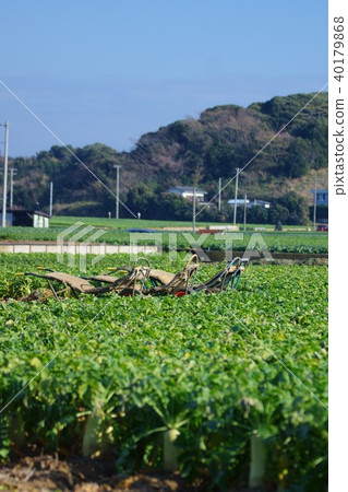 Radish field 40179868