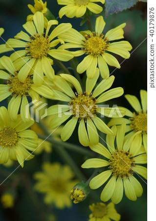 Ishigaki Tsuwabuki flower language "love rise up" 40179876