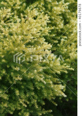 茶樹革命金花語“強大的盟友” 茶樹革命金花語“強大的盟友” 40179878