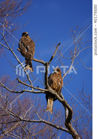 Eagle couple 40179880