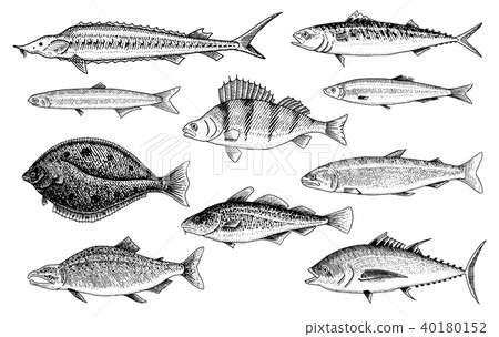 River and lake fish. Salmon and rainbow trout, tuna and herring, seawater and freshwater carp 40180152