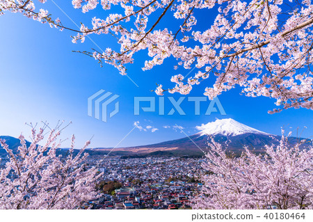 "Yamanashi Prefecture" Mt. Fuji and cherry blossoms in full bloom "Yamanashi Prefecture" Mt. Fuji and cherry blossoms in full bloom 40180464