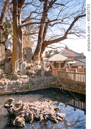 Pond of Narita san Shinsho ji temple, Chiba, Japan 40180753
