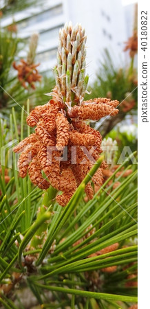 松樹雄花 松樹雄花 40180822