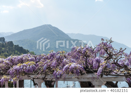 blooming wisteria over pavilion 40182151