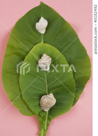 Green tobacco leaves with sea shells Green tobacco leaves with sea shells 40182492