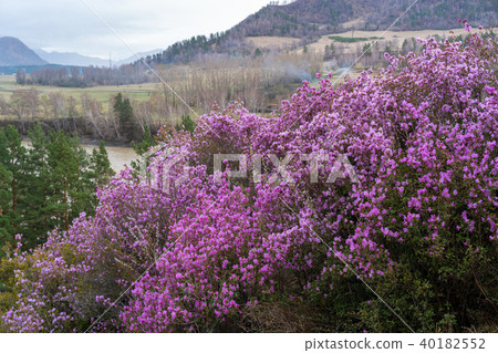Pink flowers on a background of mountains 40182552
