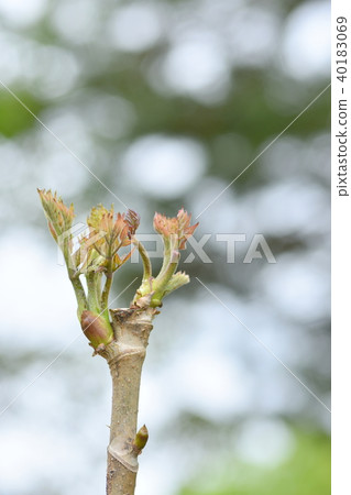 Bud of tara Bud of tara 40183069