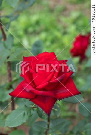 鮮紅的玫瑰“發燒”開花了 鮮紅的玫瑰“發燒”開花了 40183111