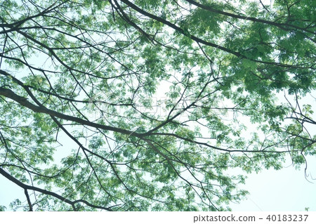 Image of leaves, trees, fresh green, green, eco, ecology, nature, nature, environment 40183237