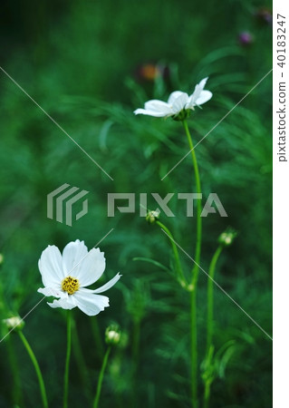 White cosmos (White Cosmos) White cosmos (White Cosmos) 40183247