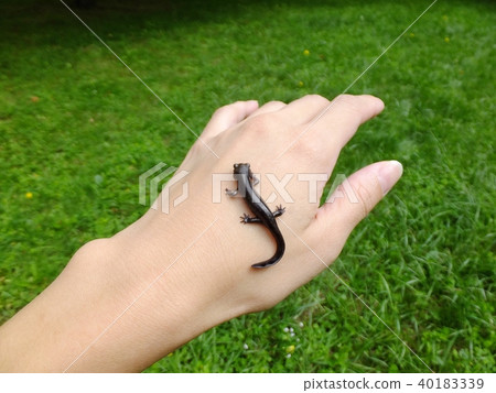 Ezo salamander 40183339