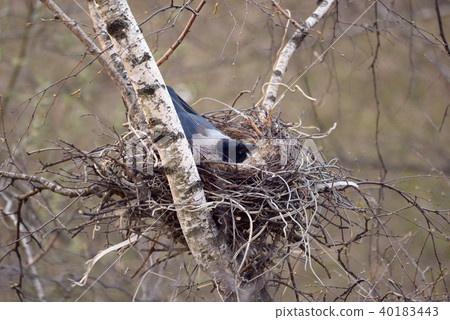 Crow on the nest Crow on the nest 40183443