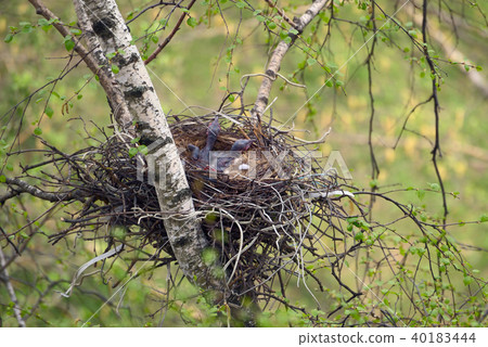 Fledglings Fledglings 40183444