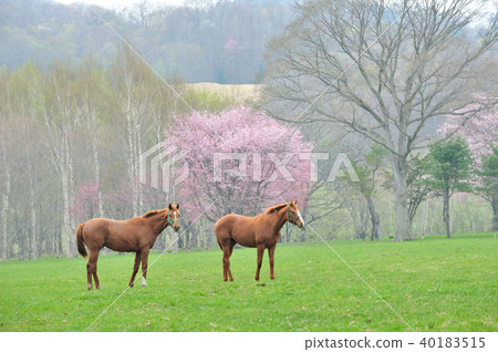 Horses and cherry blossoms 40183515