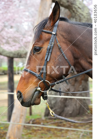 Horses and cherry blossoms Horses and cherry blossoms 40183656