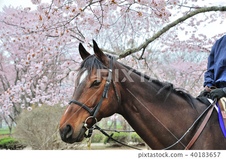馬和櫻花 40183657