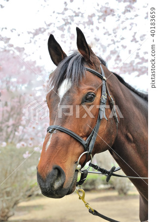 馬和櫻花 40183659