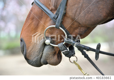 馬嘴 馬嘴 40183661