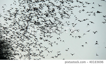 bats flying out of cave bats flying out of cave 40183696