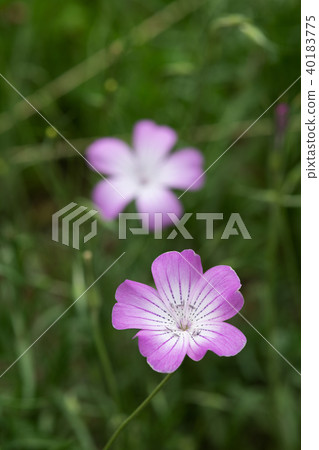 Up of the pink agrostenma flower Up of the pink agrostenma flower 40183775