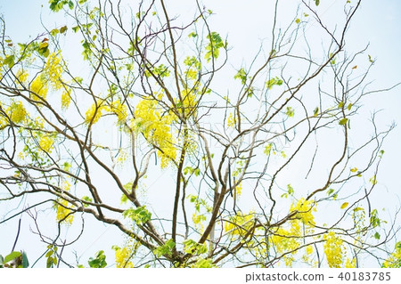 泰王國的國花“金色淋浴/金色淋浴” 40183785