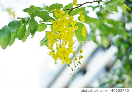 Thai National Flower: Golden Shower (Golden Shower) Thai National Flower: Golden Shower (Golden Shower) 40183790