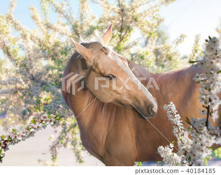 Portrait of palomino horse on the orchard  Portrait of palomino horse on the orchard  40184185