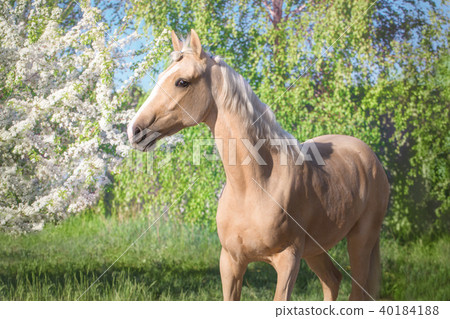 Portrait of palomino horse on the orchard  40184188