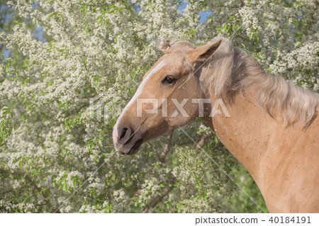 Portrait of palomino horse on the orchard  40184191