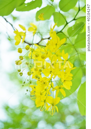 Golden Shower (Golden Shower) 40184247
