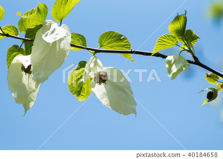 Flowers of handkerchiefs Flowers of handkerchiefs 40184658