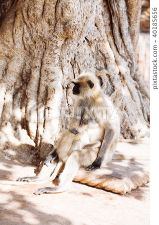 Gray langurs monkey. India Gray langurs monkey. India 40185656