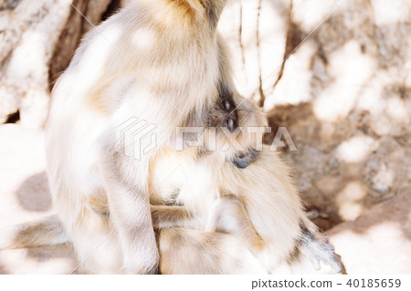 Gray langurs monkey. India Gray langurs monkey. India 40185659