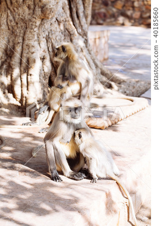 Gray langurs monkey. India Gray langurs monkey. India 40185660