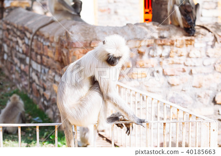 Gray langurs monkey. India 40185663